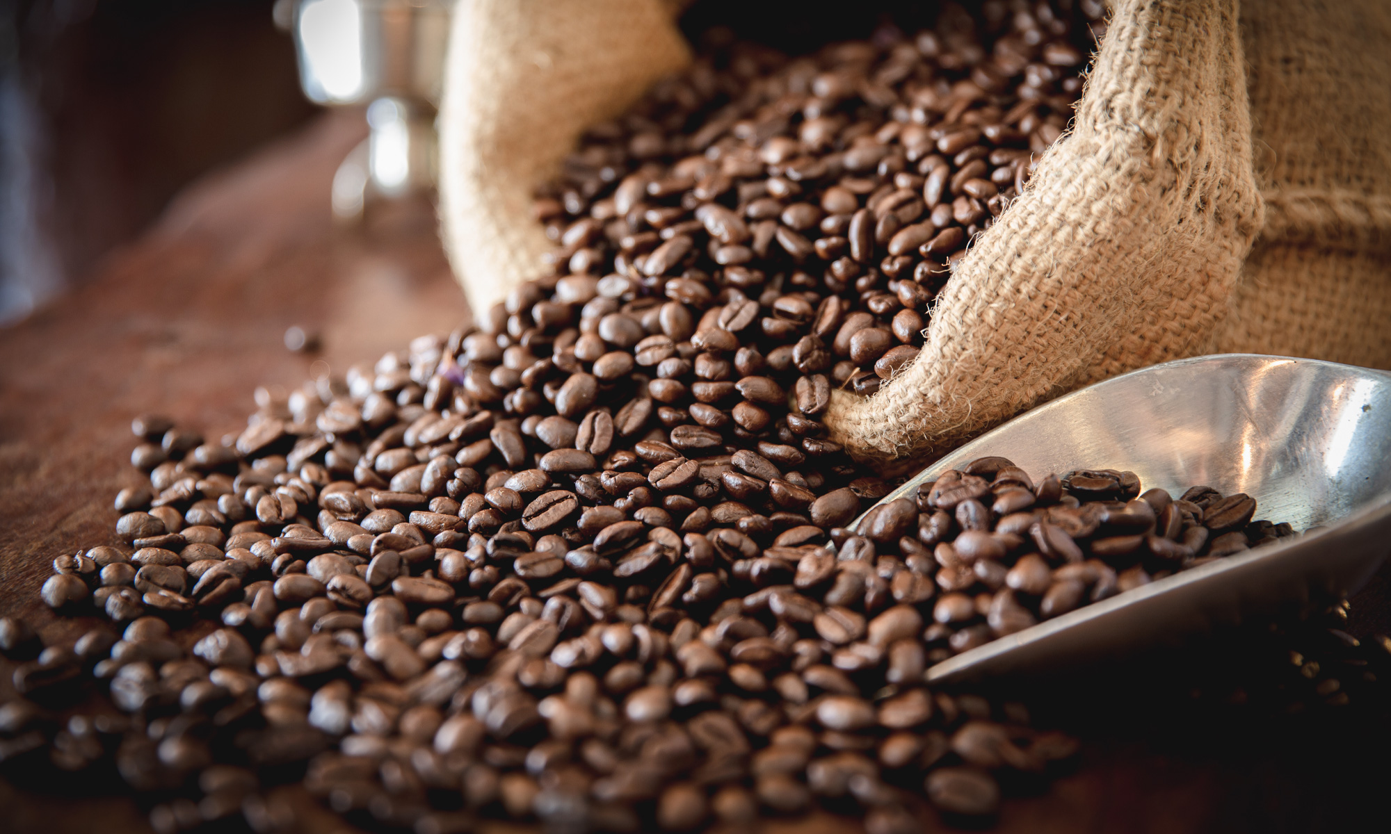 コーヒーのロブスタ種について